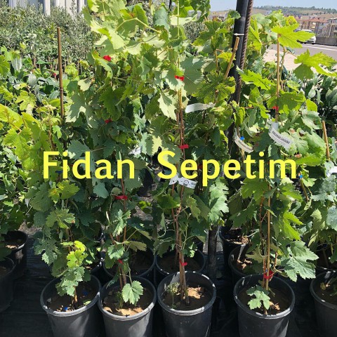 2 Yaş Ergin Çekirdeksizi Üzüm Fidanı