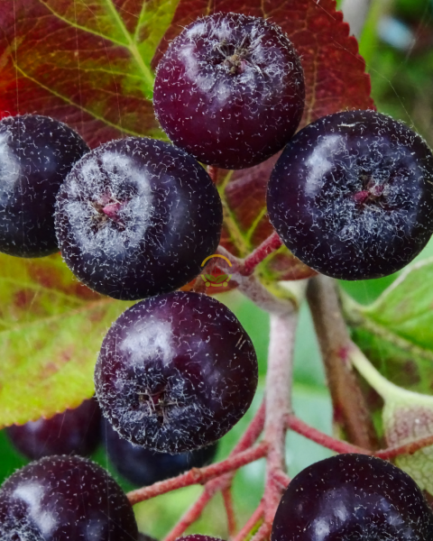 2 Yaş Nero Aronia Berry Fidanı Paketi (10 Adet)