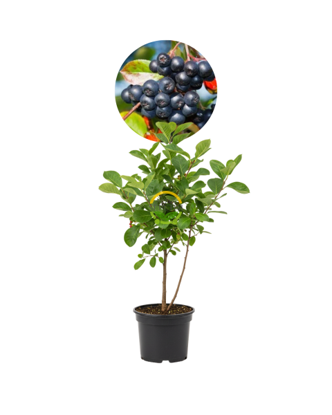 2 Yaş Nero Aronia Berry Fidanı Paketi (10 Adet)