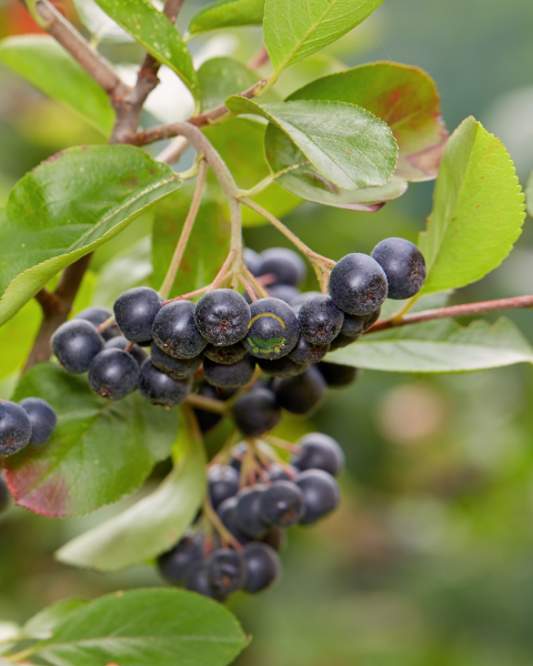 2 Yaş Viking Aronia Berry Fidanı Paketi (10 Adet)