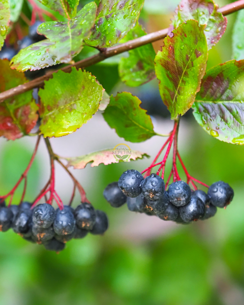 2 Yaş Viking Aronia Berry Fidanı