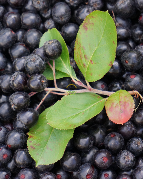 2 Yaş Viking Aronia Berry Fidanı