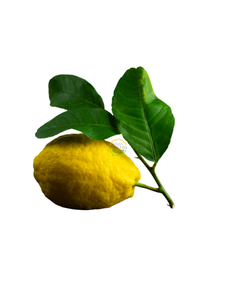 3 Yaş Aşılı Ağaç Kavunu Fidanı 'Citrus medica'