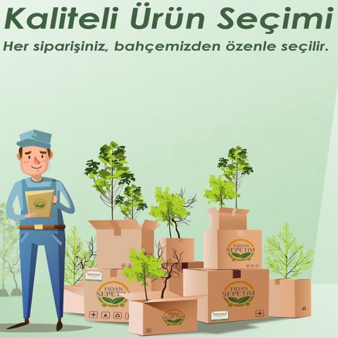 3 Yaş Aşılı Elegant Lady Şeftali Fidanı 'Yarı Bodur'