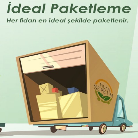3 Yaş Aşılı Elegant Lady Şeftali Fidanı 'Yarı Bodur'