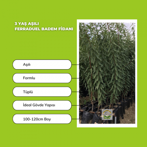 3 Yaş Aşılı Ferraduel Badem Fidanı