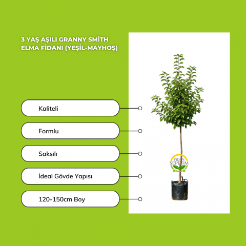 3 Yaş Aşılı Granny Smith Elma Fidanı (Yeşil-Mayhoş)