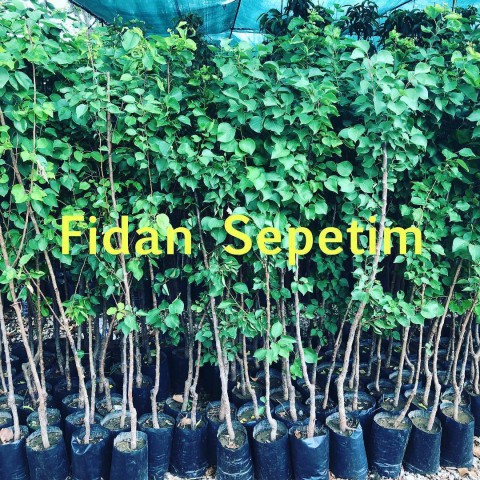 3 Yaş Aşılı Kabaaşı Kayısı Fidanı