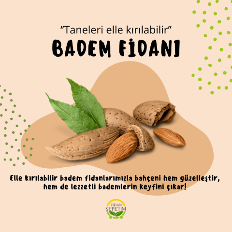 3 Yaş Aşılı Nonpareil Badem Fidanı