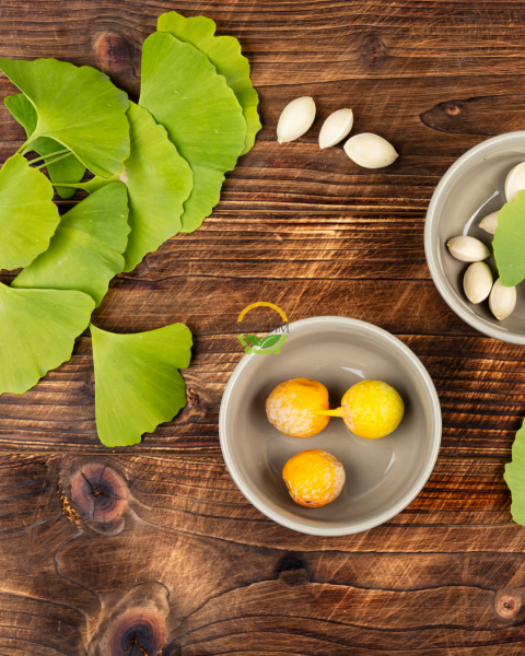 3 Yaş Ginkgo Biloba Mabet Ağacı Fidanı