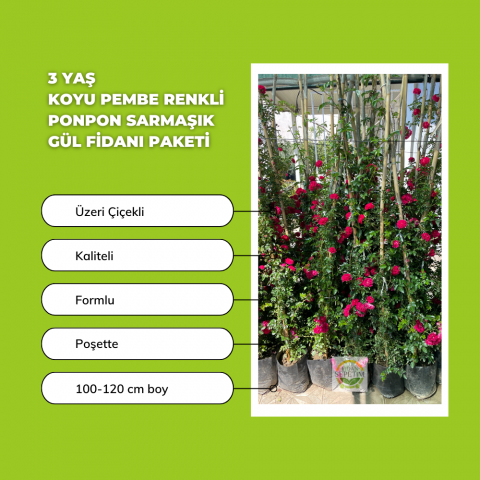3 Yaş Koyu Pembe Renkli Ponpon Sarmaşık Gül Fidanı