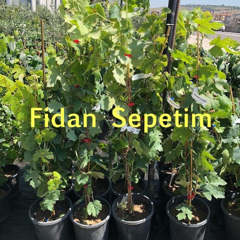 3 Yaş Yalova İncisi Üzüm Fidanı