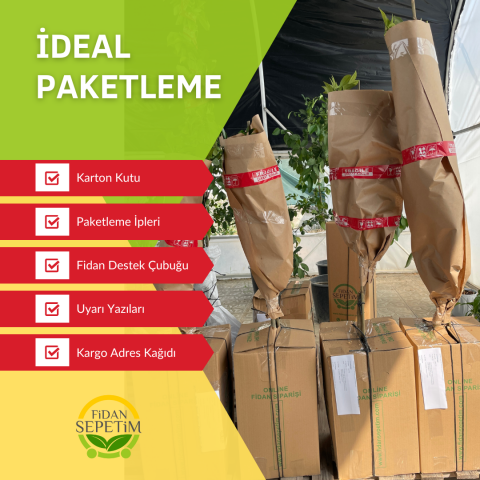 4 Adet Frenk Üzümü Fidanı Paketi