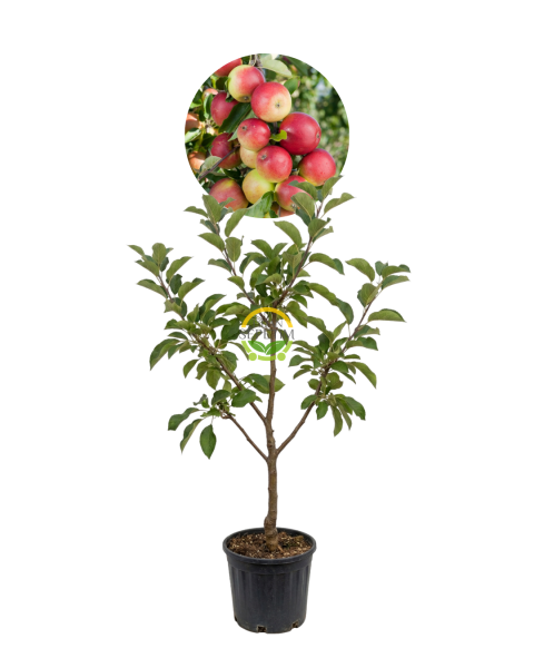 4 Yaş Aşılı Amasya Elma Fidanı 'Yarı Bodur'