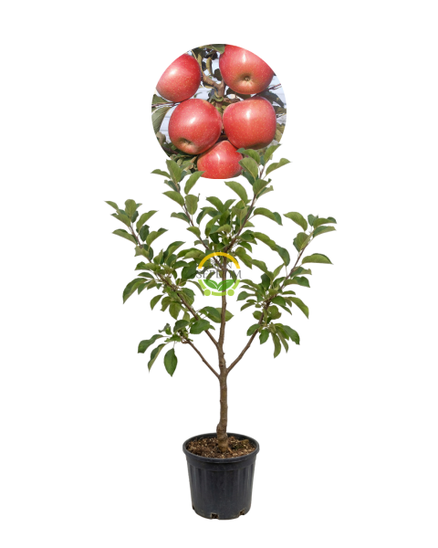 4 Yaş Aşılı Fuji (Zen Aztec) Elma Fidanı 'Yarı Bodur'