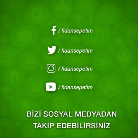 4 Yaş Aşılı Sarı Alıç Fidanı