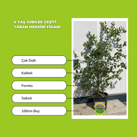 4 Yaş Jubilee Çeşiti Yaban Mersini Fidanı
