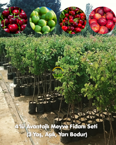 4'lü Avantajlı Meyve Fidanı Seti (3 Yaş, Aşılı, Yarı Bodur)