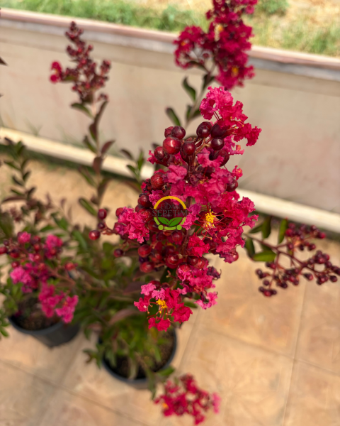 5 Adet Kırmızı Renk Oya Ağacı Fidanı Paketi 'Lagerstroemia indica'