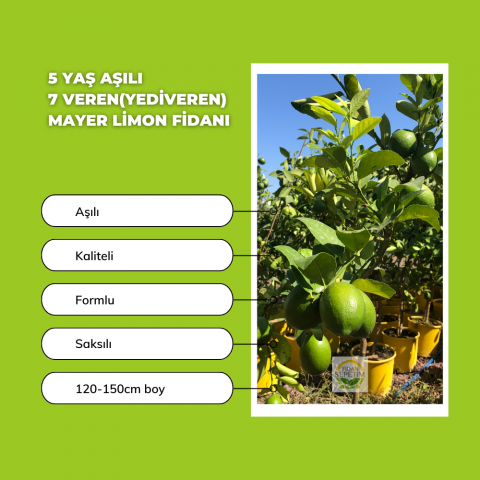 5 Yaş Aşılı 7 Veren(Yediveren) Mayer Limon Fidanı