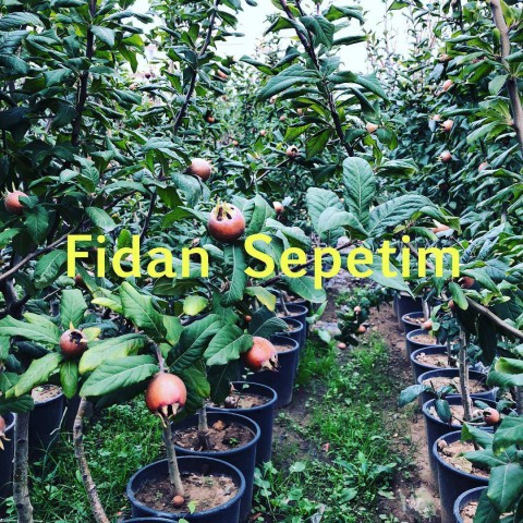 5 Yaş Aşılı Muşmula Fidanı