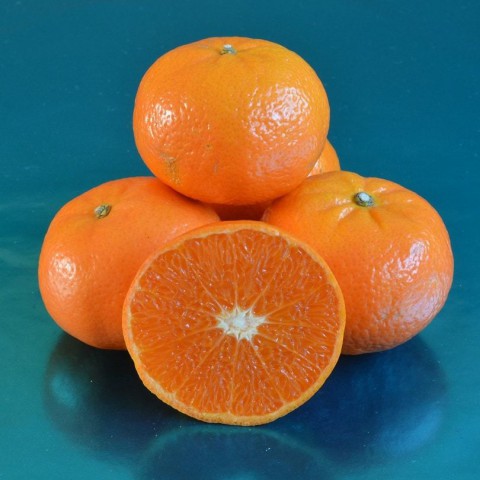 5 Yaş Aşılı Orri Mandalina Fidanı