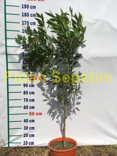 5 Yaş Aşılı Orri Mandalina Fidanı