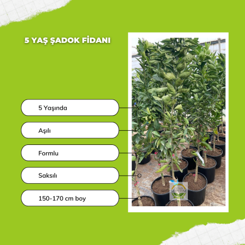 5 Yaş Aşılı Şadok (Pomela) Fidanı
