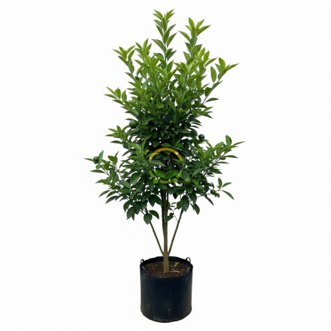 5 Yaş Aşılı W Murcott Mandalina Fidanı XL Boy