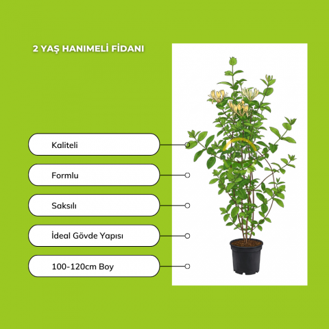 5 adet Hanımeli Fidanı Paketi