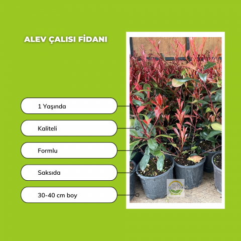 Alev Çalısı Fidanı