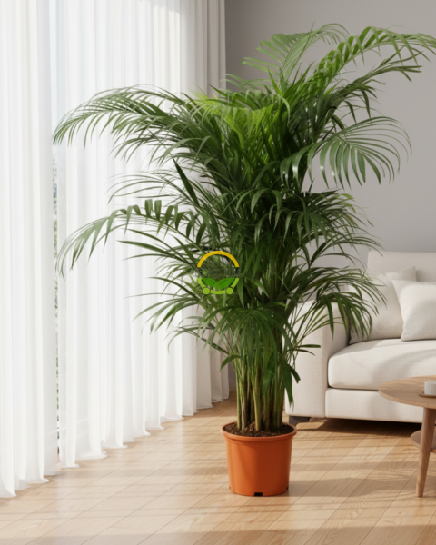 Areca (Areka) Palmiyesi Bitkisi 120-140cm 'Dypsis Lutescens'