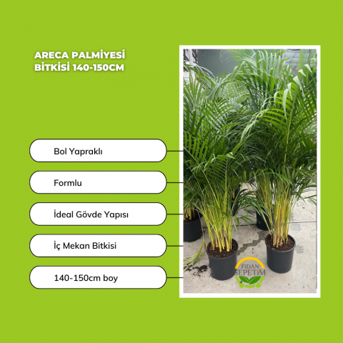 Areca (Areka) Palmiyesi Bitkisi 140-150cm 'Dypsis Lutescens'
