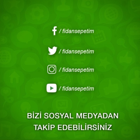 Aşılı Margaret Marilla Armut Fidanı -Açık Köklü-