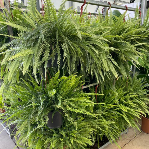 Aşk Merdiveni Bitkisi (Fujer Nephrolepis) 25-35cm