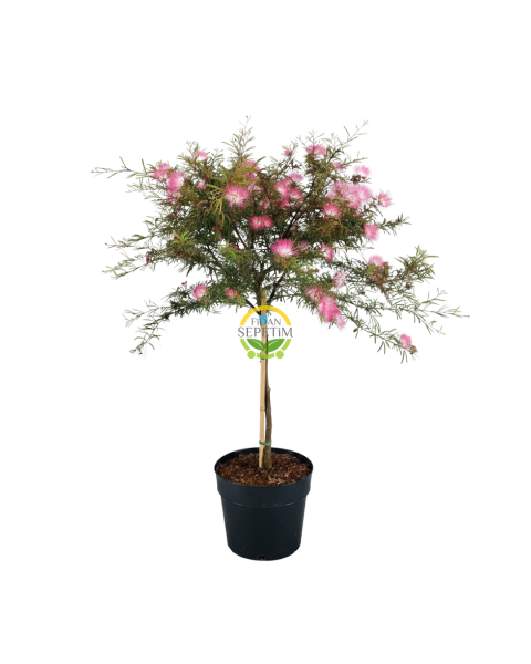 Calliandra 'Dixie Pink' Bitkisi – Pembe Pudra Ponponu (60-80 cm)