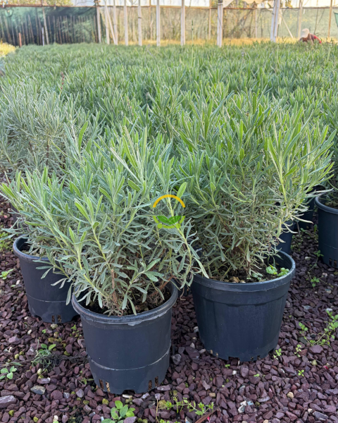 Fransız Lavanta Fidesi 'Lavandula Dentata' 3 Litre Saksıda