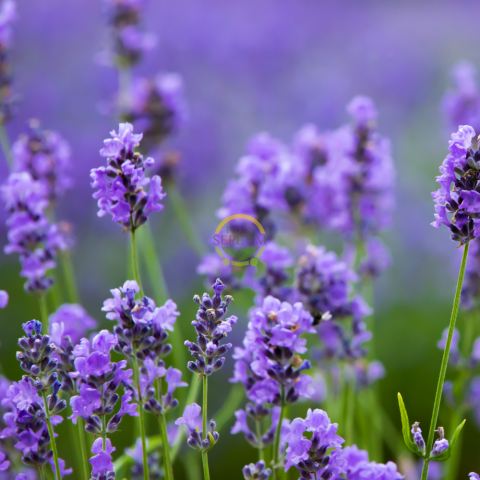 Fransız Lavanta Fidesi 'Lavandula Dentata' 5 Adet