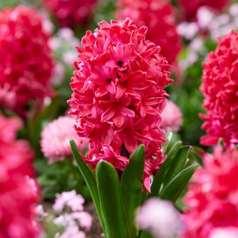 Hyacinthus Orientalis Sümbül Soğanı 3 Adet