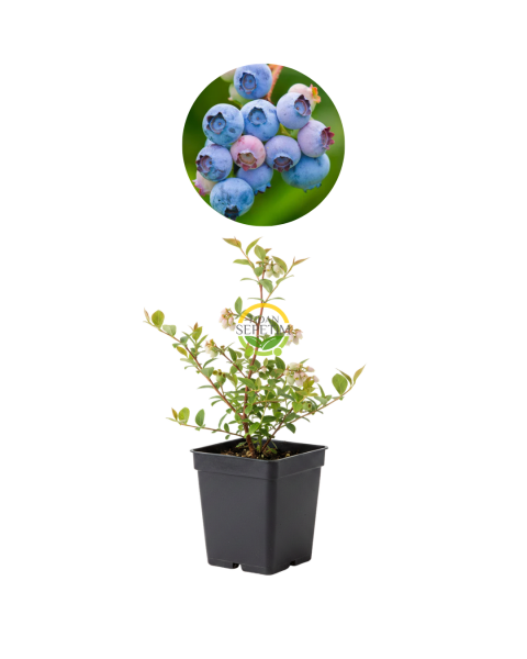 Legacy Yaban Mersini Fidanı (2 Yaş) – 5’li Paket