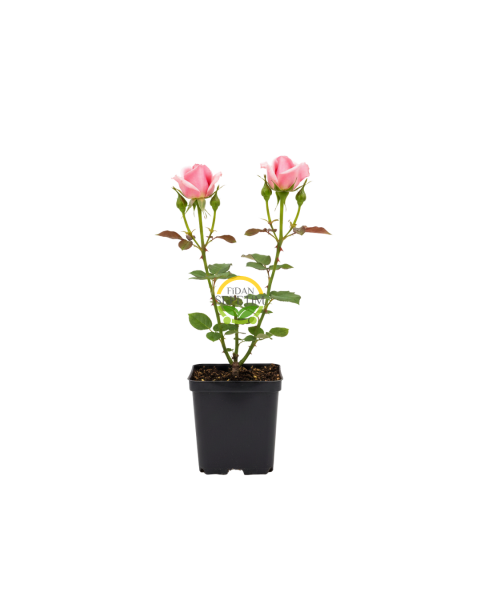 Princess Gül Fidanı - Pembe/Beyaz
