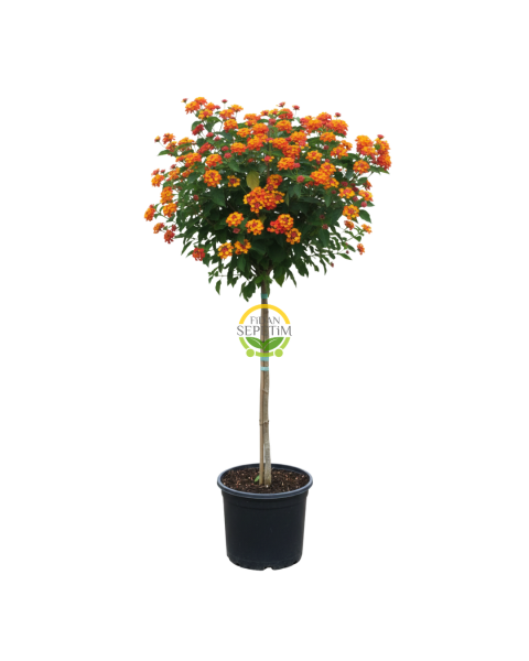 Turuncu/Kırmızı Çiçekli Tijli Mine Ağacı 130-140 cm (Lantana Camara)