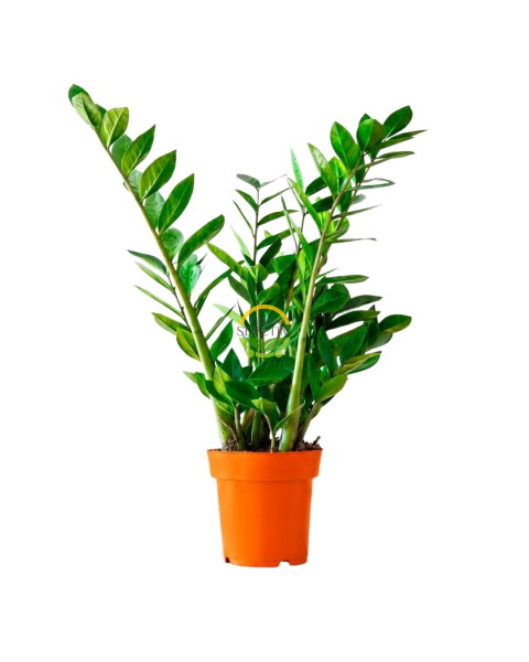 Zamioculcas Zamifolia Zamia Çiçeği 60-70cm